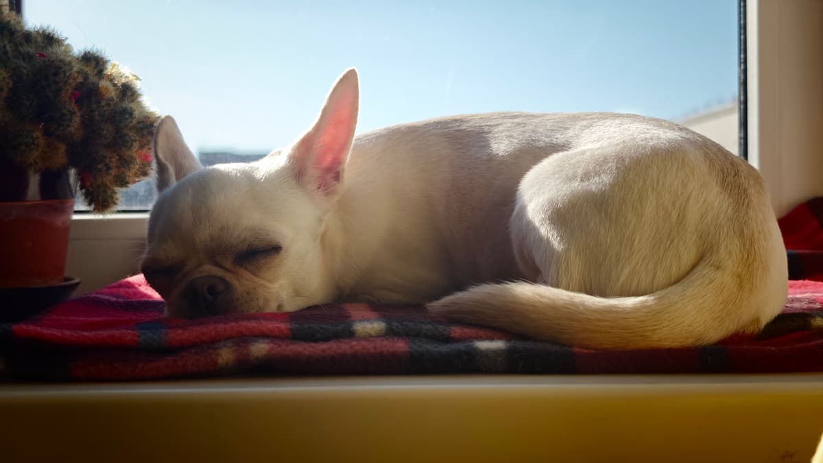 A pet resting peacefully on a blanket at home in warm light